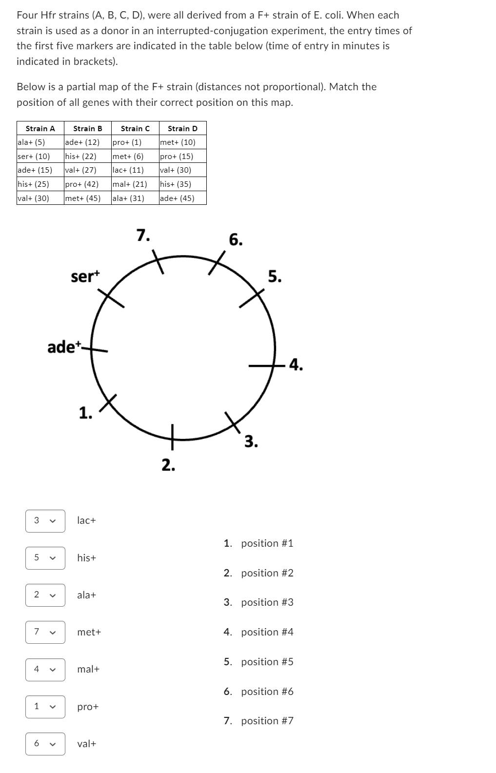 Four Hfr strains (A, B, C, D), were all derived from a F+ strain of E. coli. When each
strain is used as a donor in an interrupted-conjugation experiment, the entry times of
the first five markers are indicated in the table below (time of entry in minutes is
indicated in brackets).
Below is a partial map of the F+ strain (distances not proportional). Match the
position of all genes with their correct position on this map.
Strain A
ala+ (5)
ser+ (10)
ade+ (15)
his+ (25)
val+ (30)
3
5
2
7
4
1
6
Strain B
ade+ (12)
his+ (22)
val+ (27)
pro+ (42)
met+ (45)
>
sert
ade+-
1.
lac+
his+
ala+
met+
mal+
pro+
val+
Strain C
pro+ (1)
met+ (6)
lac+ (11)
mal+ (21)
ala+ (31)
7.
Strain D
met+ (10)
pro+ (15)
val+ (30)
his+ (35)
ade+ (45)
2.
6.
3.
5.
4.
1. position #1
2. position #2
3. position #3
4. position #4
5. position #5
6. position #6
7. position #7