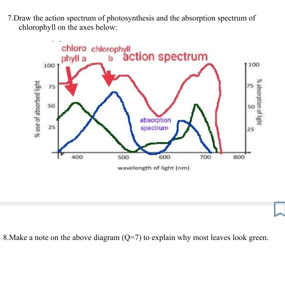 7.Draw the action spectrum of photosynthesis and the absorption spectrum of
chlorophyll on the axes below:
% use of absorbed light
100
1
50
25
chloro chlorophyll
phyll a
400
baction spectrum
500
absorption
spectrum
600
wavelength of light (nm)
700
800
100
5
50
25
% absorption of light
8.Make a note on the above diagram (Q=7) to explain why most leaves look green.