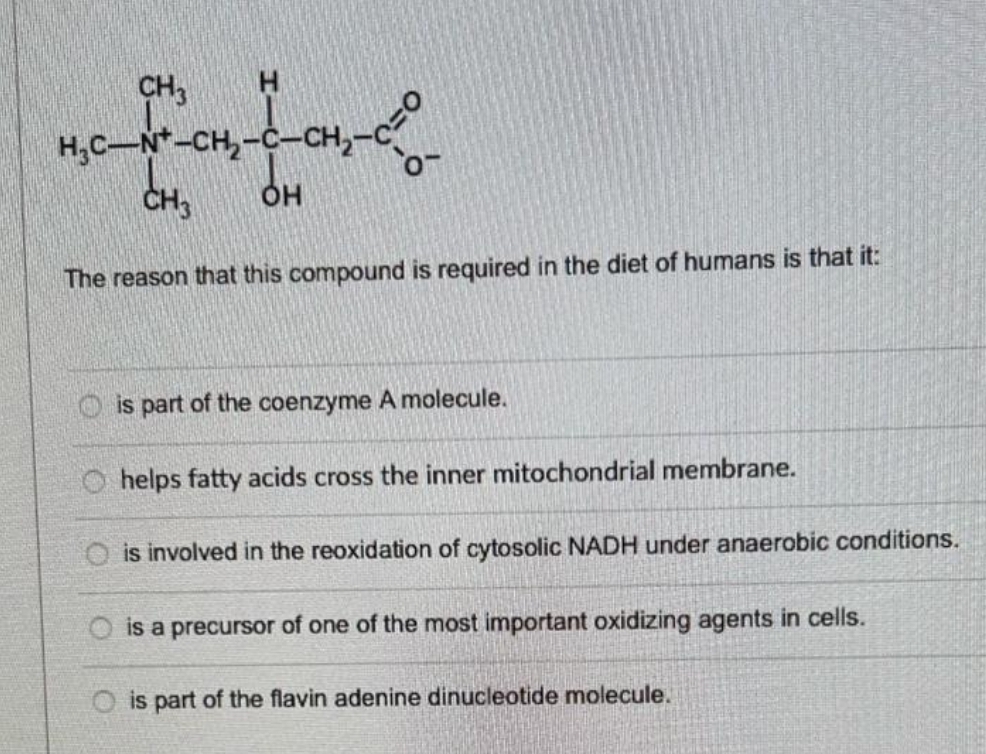 CH3
H₂C-N-CH₂-C-CH₂-
CH3
-CH₂--0-
OH
The reason that this compound is required in the diet of humans is that it:
is part of the coenzyme A molecule.
Ohelps fatty acids cross the inner mitochondrial membrane.
O is involved in the reoxidation of cytosolic NADH under anaerobic conditions.
O is a precursor of one of the most important oxidizing agents in cells.
O is part of the flavin adenine dinucleotide molecule.