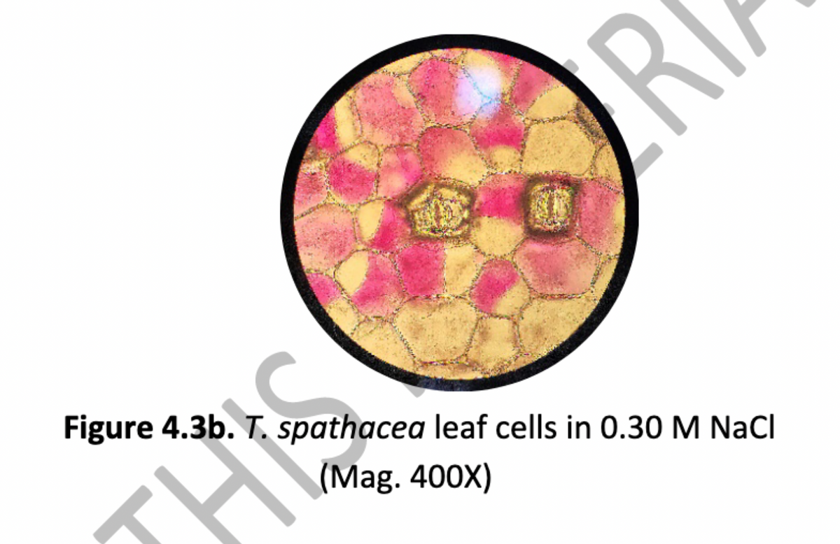 OR
Figure 4.3b. T. spathacea leaf cells in 0.30 M NaCl
THE
(Mag. 400X)
