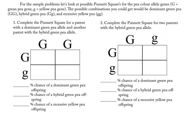 For the sample problems let's look at possible Punnett Square's for the pea coloar allele genes (G =
grean pea gene, g = yellow pea gene). The possible combinations you could get would be dominant green pea
(GG), hybrid green pea (Gg), and recessive yellow pea (gg).
1. Complete the Punnett Square for a parent
with a dominant green pea allele and another
parent with the hybrid green pea allele.
2. Complete the Punnett Square for two parents
with the hybrid green pea allele.
G
g
G
G
G
g
% chance of a dominant green pea
offspring
% chance of a hybrid green pea off-
spring
% chance of a recessive yellow pea
offspring
% chance of a dominant green pea
offspring
% chance of a hybrid green pea off-
spring
% chance of a recessive yellow pea
offspring

