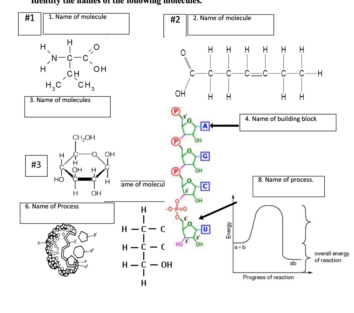 #1 1. Name of molecule
H
Н
#3
H.C
CH3
3. Name of molecules
A
пе папes of
N-C
|
CH
Н
Но
CH2OH
он
ОН H
Н
6. Name of Process
ОН
-В'
ОН
н
ing more
#2
lame of molecul
Н
I
н-с-с
I
н-с
I
H-C ОН
I
н
- (
ОН
-О-P=0
З'
НО
2. Name of molecule
ОН
OH
I
A
OH
()
с
2'
ОН
н н
0
н н н н н
Energy
-(
a+b
Q-
I
4. Name of building block
·O
ab
I
8. Name of process.
Progress of reaction
I
overall energy
of reaction