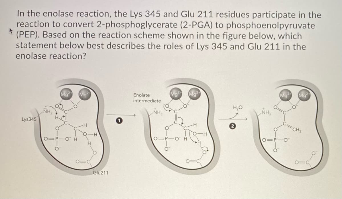 t
In the enolase reaction, the Lys 345 and Glu 211 residues participate in the
reaction to convert 2-phosphoglycerate (2-PGA) to phosphoenolpyruvate
(PEP). Based on the reaction scheme shown in the figure below, which
statement below best describes the roles of Lys 345 and Glu 211 in the
enolase reaction?
Lys345
Mg² Mg
O=P-OH
-H
O-H
Glu211
Enolate
intermediate
NH3
Mg Mg
01P-O
-H
H₂O
NH3
Mg Mg
FCH₂
0=