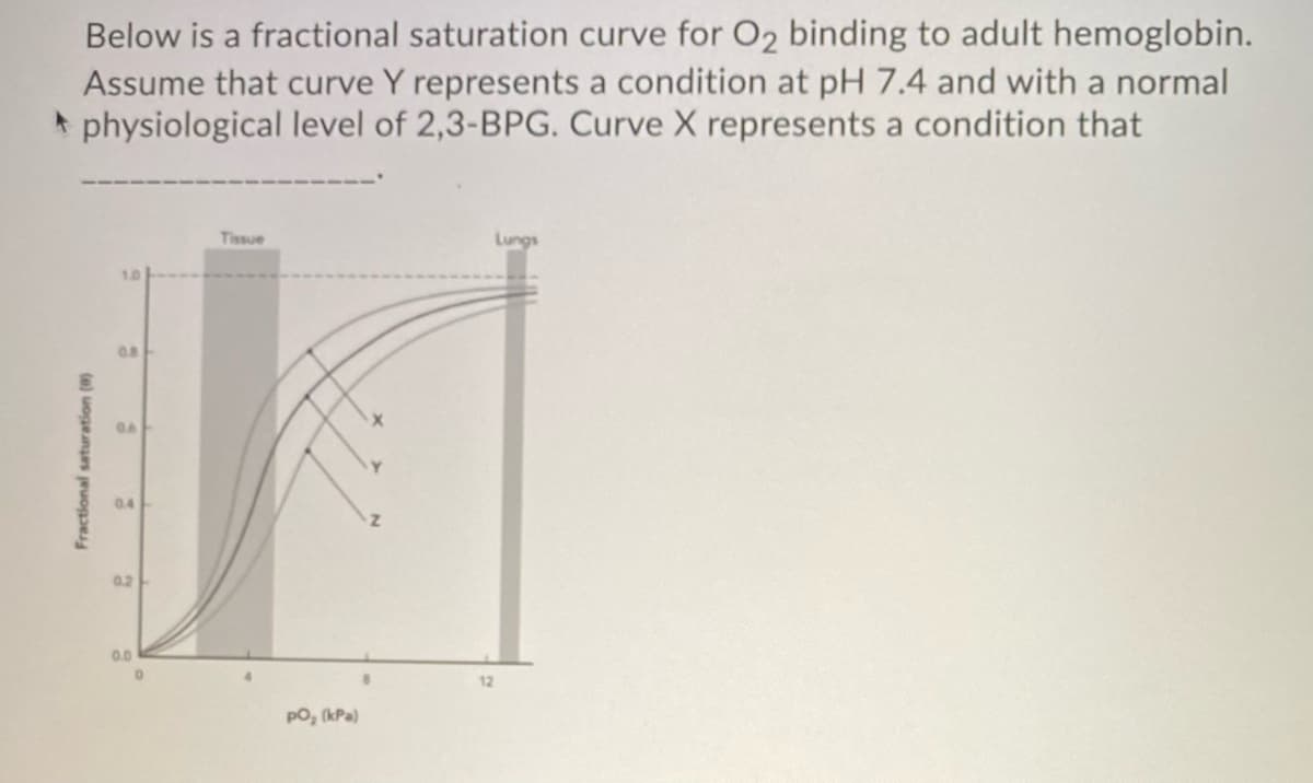 Below is a fractional saturation curve for O₂ binding to adult hemoglobin.
Assume that curve Y represents a condition at pH 7.4 and with a normal
physiological level of 2,3-BPG. Curve X represents a condition that
Fractional saturation (0)
0.2
0.0
0
Tissue
PO, (kPa)
12
Lungs