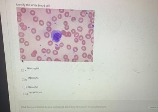 Identify the white blood cell:
Neutrophil
Monocyte
Oc Basophil
Dmphocyte
Cli Soce amd Submit teand submit. Cick Sue All Aners to se
Tamwers

