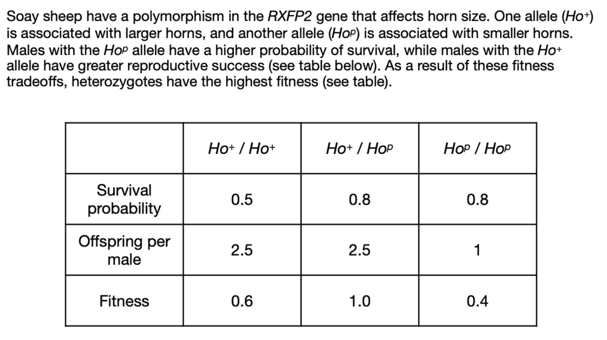 Soay sheep have a polymorphism in the RXFP2 gene that affects horn size. One allele (Ho+)
is associated with larger horns, and another allele (Hop) is associated with smaller horns.
Males with the Hop allele have a higher probability of survival, while males with the Ho+
allele have greater reproductive success (see table below). As a result of these fitness
tradeoffs, heterozygotes have the highest fitness (see table).
Survival
probability
Offspring per
male
Fitness
Ho+ / Ho+
0.5
2.5
0.6
Ho+ / Hop
0.8
2.5
1.0
Hop / HOP
0.8
1
0.4
