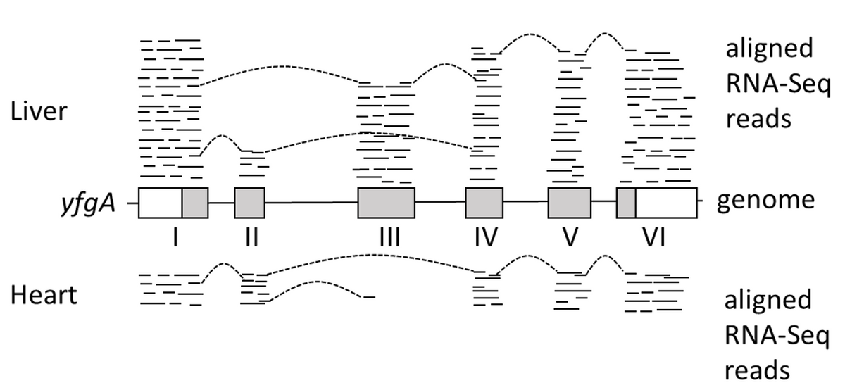 aligned
RNA-Seq
Liver
reads
yfgA
genome
II
IV
V
VI
Нeart
aligned
RNA-Seq
reads
