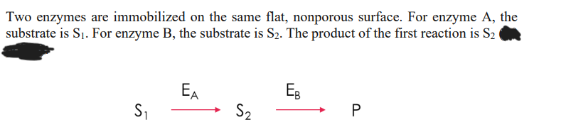 Two enzymes are immobilized on the same flat, nonporous surface. For enzyme A, the
substrate is S₁. For enzyme B, the substrate is S₂. The product of the first reaction is S₂
S₁
EA
S₂
Ев
P