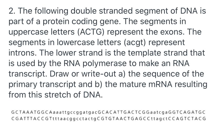 2. The following double stranded segment of DNA is
part of a protein coding gene. The segments in
uppercase letters (ACTG) represent the exons. The
segments in lowercase letters (acgt) represent
introns. The lower strand is the template strand that
is used by the RNA polymerase to make an RNA
transcript. Draw or write-out a) the sequence of the
primary transcript and b) the mature MRNA resulting
from this stretch of DNA.
GCTAAATGGCA aaattgccggatgacGCACATTGACTCGGaatcga GGTCAGATGC
CGATTTACCGTtttaacggcctactgCGTGTAACTGAGCCttagctCCAGTCTACG
