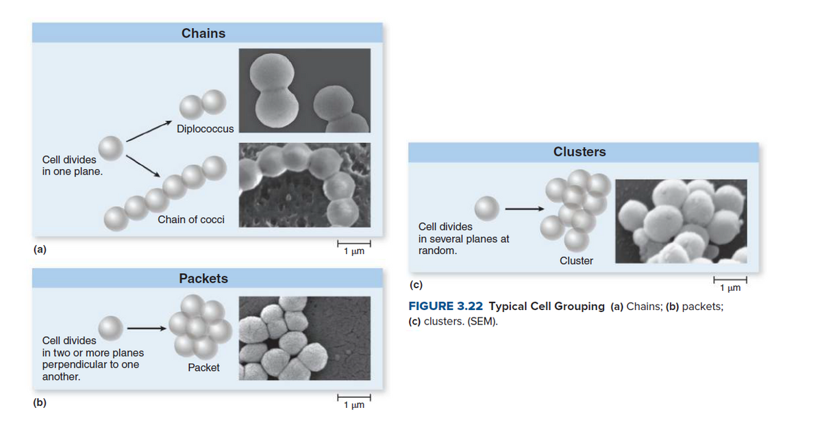 Chains
Diplococcus
Clusters
Cell divides
in one plane.
Chain of cocci
Cell divides
in several planes at
(a)
1 µm
random.
Cluster
Packets
(c)
1 pm
FIGURE 3.22 Typical Cell Grouping (a) Chains; (b) packets;
(c) clusters. (SEM).
Cell divides
in two or more planes
perpendicular to one
another.
Packet
(b)
1 µm
