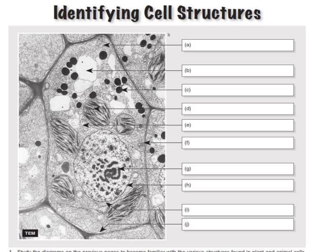 TEM
Identifying Cell Structures
on the
(b)
(c)
(d)
(f)
(g)
(h)
(1)
(1)
familiar with the various structu
found in plopt ond animal colle