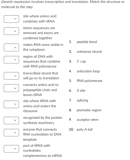 Genetic expression involves transcription and translation. Match the structure or
molecule to the step
site where amino acid
combines with tRNA
intron sequences are
removed and exons are
combined together
makes RNA more stable in
the cytoplasm
region of DNA with
sequences that combine
with RNA polymerase
transcribed strand that
will go on to translation
connects amino acid to
polypeptide chain and
leaves tRNA
site where tRNA with
amino acid enters the
ribosome
recognized by the protein
synthesis machinery
enzyme that connects
RNA nucleotides to DNA
template
part of tRNA with
nucleotides
complementary to mRNA
1. peptide bond
2.
3.
antisense strand
4. anticodon loop
5. RNA polymerase
5' cap
6. A site
8.
7. splicing
9.
promoter region
acceptor stem
10. poly-A tail