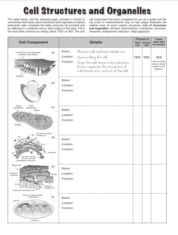 The table below, and the following page, provides a format to
summarize information about structures and organelles of typical
eukaryotic cells. Complete the table using the list provided and
by referring to a textbook and to other pages in this topic. Fill in
the final three columns by writing either 'YES' or 'NO'. The first
Cell Component
Double layer of phospholipids
(cated the lipid bayer
Proteins
Cell Structures and Organelles
inner
membrane membrane
Crista
Ribosomes
Transport
Transvesicles
from the smooth
endoplasmic reticum
Smooth
Matrix
Stroma
Flattened membranace
Grana comprise stacks
of tylko
(a)
Lamella
(b)
Secretory vesicles
budding of
(c)
(d)
Cistema
Hough
V
budding off
(1)
Name:
Location:
Function:
Name:
Location:
Function:
Name:
Location:
Function:
Name:
Location:
Function:
Name:
Location:
Function:
Name:
Location:
Function:
cell component has been completed for you as a guide and the
log scale of measurements (top of next page) illustrates the
relative sizes of some cellular structures. List of structures
and organelles: cell wall, mitochondrion, chloroplast, centrioles,
ribosome, endoplasmic reticulum, Golgi apparatus.
Details
Plasma (cell surface) membrane
Surrounding the cell
Gives the cell shape and protection.
It also regulates the movement of
substances into and out of the cell.
Present in
Visible
Plant Animal under light
cells cells microscope
YES YES
YES
(but not at the
Nevel of detail
shown in the
diagram)