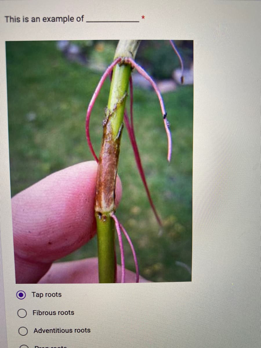 This is an example of
Tap roots
Fibrous roots
Adventitious roots