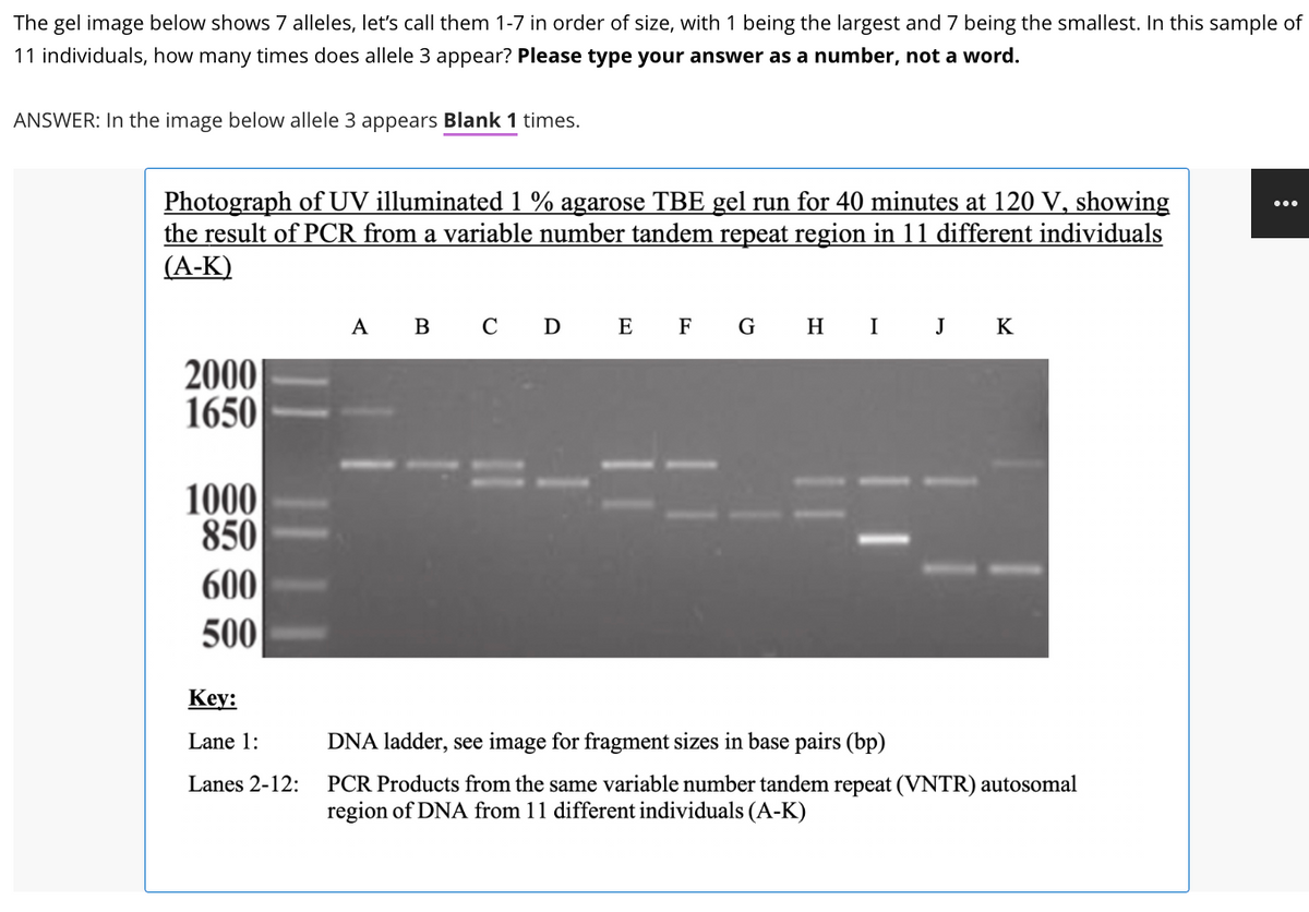 The gel image below shows 7 alleles, let's call them 1-7 in order of size, with 1 being the largest and 7 being the smallest. In this sample of
11 individuals, how many times does allele 3 appear? Please type your answer as a number, not a word.
ANSWER: In the image below allele 3 appears Blank 1 times.
Photograph of UV illuminated 1 % agarose TBE gel run for 40 minutes at 120 V, showing
the result of PCR from a variable number tandem repeat region in 11 different individuals
(A-K)
2000
1650
1000
850
600
500
Key:
Lane 1:
Lanes 2-12:
A B C D E F G H I J K
DNA ladder, see image for fragment sizes in base pairs (bp)
PCR Products from the same variable number tandem repeat (VNTR) autosomal
region of DNA from 11 different individuals (A-K)