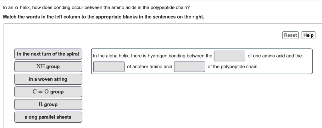 In an a helix, how does bonding occur between the amino acids in the polypeptide chain?
Match the words in the left column to the appropriate blanks in the sentences on the right.
in the next turn of the spiral
NH group
in a woven string
C =0 group
R group
along parallel sheets
In the alpha helix, there is hydrogen bonding between the
of another amino acid
Reset Help
of one amino acid and the
of the polypeptide chain.