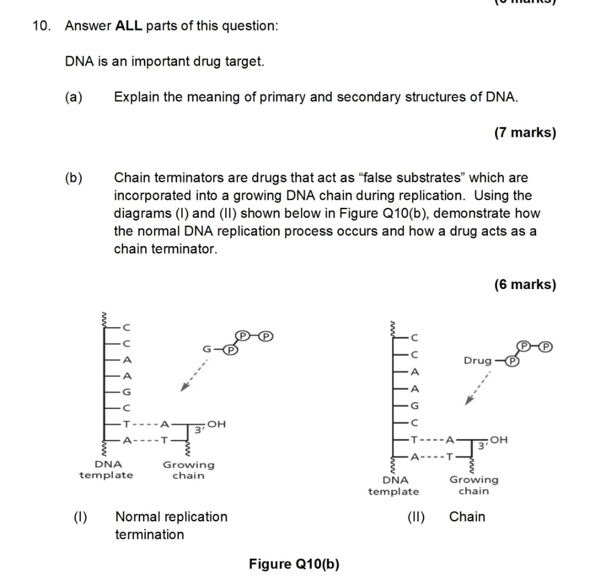 10. Answer ALL parts of this question:
DNA is an important drug target.
(a)
Explain the meaning of primary and secondary structures of DNA.
(7 marks)
(b)
Chain terminators are drugs that act as "false substrates" which are
incorporated into a growing DNA chain during replication. Using the
diagrams (1) and (II) shown below in Figure Q10(b), demonstrate how
the normal DNA replication process occurs and how a drug acts as a
chain terminator.
A
C
Drug
A
(6 marks)
DNA
template
A
G
C
T--- A
OH
3'
A-T
Growing
chain
G
C
T-
OH
A----T
DNA
template
Growing
chain
(1)
Normal replication
(II)
Chain
termination
Figure Q10(b)