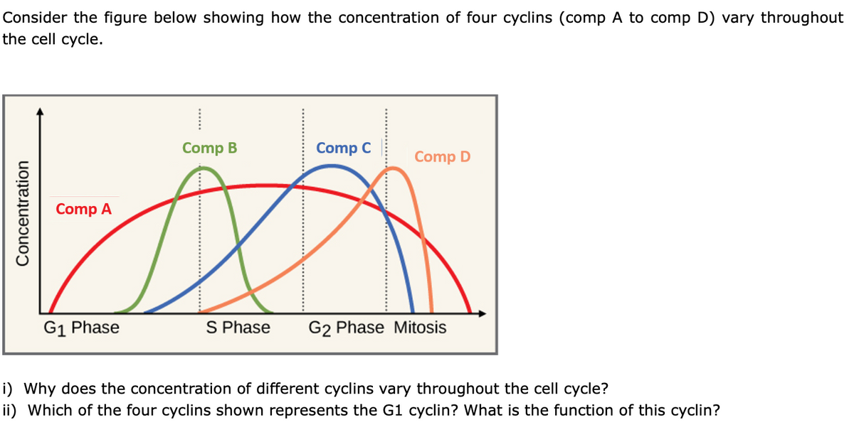 Consider the figure below showing how the concentration of four cyclins (comp A to comp D) vary throughout
the cell cycle.
Comp B
Comp C
Comp D
Comp A
G1 Phase
S Phase
G2 Phase Mitosis
i) Why does the concentration of different cyclins vary throughout the cell cycle?
ii) Which of the four cyclins shown represents the G1 cyclin? What is the function of this cyclin?
Concentration
