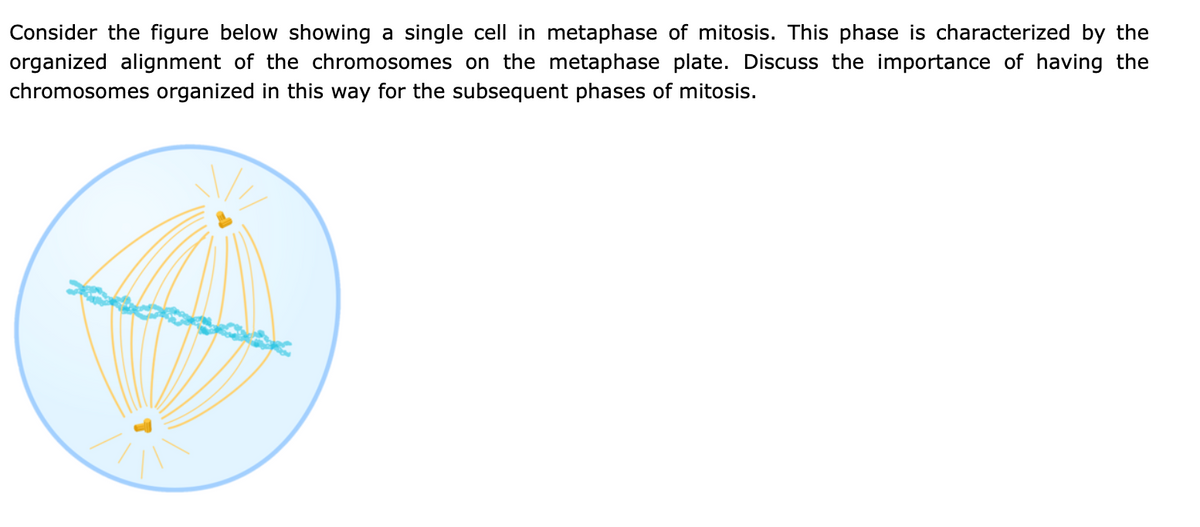 Consider the figure below showing a single cell in metaphase of mitosis. This phase is characterized by the
organized alignment of the chromosomes on the metaphase plate. Discuss the importance of having the
chromosomes organized in this way for the subsequent phases of mitosis.
