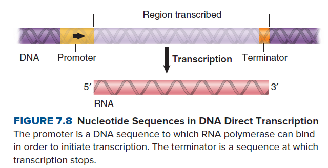 Region transcribed-
DNA
Promoter
Transcription Terminator
5'
3'
RNA
FIGURE 7.8 Nucleotide Sequences in DNA Direct Transcription
The promoter is a DNA sequence to which RNA polymerase can bind
in order to initiate transcription. The terminator is a sequence at which
transcription stops.
