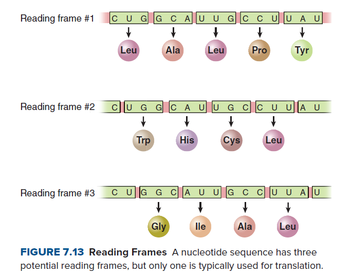 Reading frame #1
cu G_Gc A U U Gc CUUAU
Leu
Ala
Leu
Pro
Тyr
Reading frame #2
cu G G CA UU G Cc UU AU
Trp
His
Cys
Leu
Reading frame #3
CUG G CA UUG c CUU AU
Gly
lle
Ala
Leu
FIGURE 7.13 Reading Frames A nucleotide sequence has three
potential reading frames, but only one is typically used for translation.
