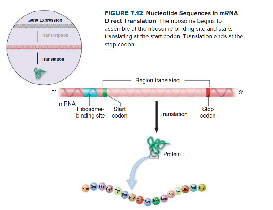 FIGURE 7.12 Nucleotide Sequences in MRNA
Direct Translation The ribosome begins to
assemble at the ribosome-binding site and starts
translating at the start codon. Translation ends at the
Gene Expresslon
Transcription
stop codon.
Translation
Region translated
5'
3'
MRNA
Ribosome-
binding site codon
Start
Stop
codon
Translation
Protein
Ser His
Cys Tyr Ser
Phe
Tyr Glu Val Gly
Pro Gin
Ala
Leu
Ser Met
