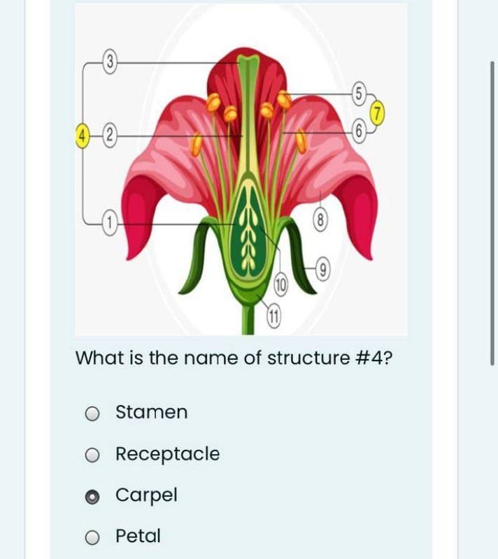 (3)
5
8)
(10
What is the name of structure #4?
Stamen
O Receptacle
O Carpel
Petal
