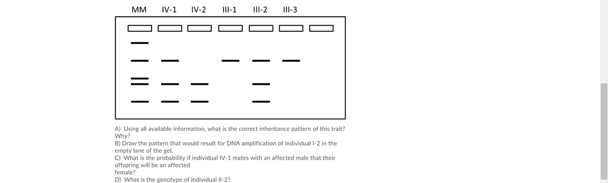 MM
IV-1
IV-2
III-1
III-2
III-3
A) Using all available information, what is the correct inheritance pattern of this trait?
Why?
B) Draw the pattern that would result for DNA amplification of individual I-2 in the
empty lane of the gel.
C) What is the probability if individual IV-1 mates with an affected male that their
offspring will be an affected
female?
D) What is the genotype of individual II-2?
