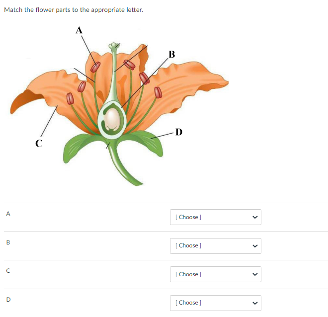 Match the flower parts to the appropriate letter.
A
B
с
D
C
A
B
Ꭰ
[Choose ]
[Choose ]
[Choose ]
[Choose ]
<