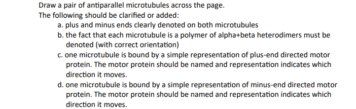 Draw a pair of antiparallel microtubules across the page.
The following should be clarified or added:
a. plus and minus ends clearly denoted on both microtubules
b. the fact that each microtubule is a polymer of alpha+beta heterodimers must be
denoted (with correct orientation)
c. one microtubule is bound by a simple representation of plus-end directed motor
protein. The motor protein should be named and representation indicates which
direction it moves.
d. one microtubule is bound by a simple representation of minus-end directed motor
protein. The motor protein should be named and representation indicates which
direction it moves.