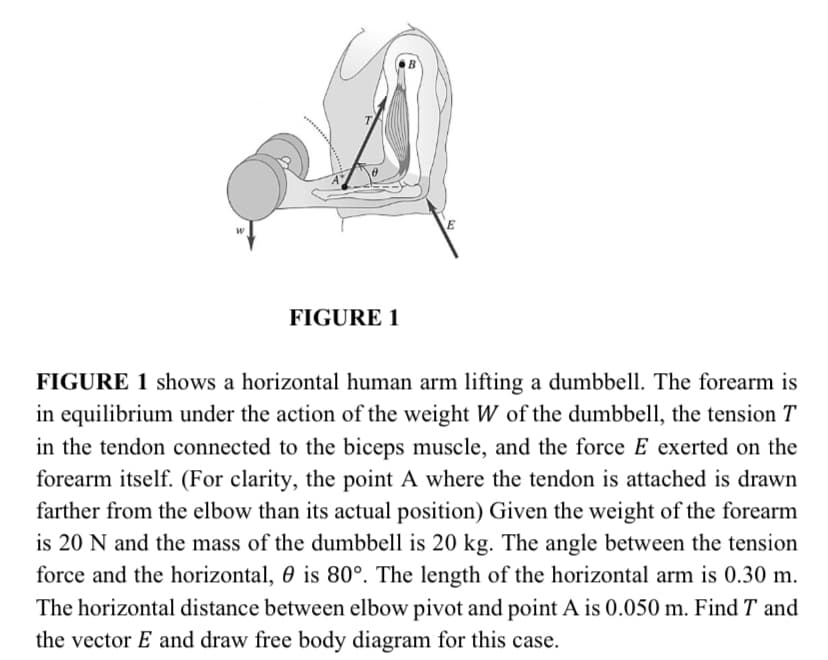 FIGURE 1
FIGURE 1 shows a horizontal human arm lifting a dumbbell. The forearm is
in equilibrium under the action of the weight W of the dumbbell, the tension T
in the tendon connected to the biceps muscle, and the force E exerted on the
forearm itself. (For clarity, the point A where the tendon is attached is drawn
farther from the elbow than its actual position) Given the weight of the forearm
is 20 N and the mass of the dumbbell is 20 kg. The angle between the tension
force and the horizontal, 0 is 80°. The length of the horizontal arm is 0.30 m.
The horizontal distance between elbow pivot and point A is 0.050 m. Find T and
the vector E and draw free body diagram for this case.

