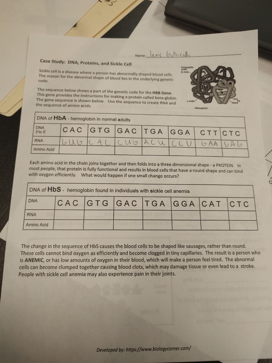 Case Study: DNA, Proteins, and Sickle Cell
Sickle cell is a disease where a person has abnormally shaped blood cells.
The reason for the abnormal shape of blood lies in the underlying genetic
code.
The sequence below shows a part of the genetic code for the HBB Gene.
This gene provides the instructions for making a protein called beta-globin.
The gene sequence is shown below. Use the sequence to create RNA and
the sequence of amino acids.
DNA of HbA - hemoglobin in normal adults
DNA
3'to 5'
RNA
Amino Acid
Name lexic Galbirat
DNA
CAC GTG GAC TGA
биокас
RNA
Amino Acid
Polypeptide
chain
B chain.
Ⓡ9
GGA
сивасикси
DNA of HbS- hemoglobin found in individuals with sickle cell anemia
Each amino acid in the chain joins together and then folds into a three dimensional shape - a PROTEIN. In
most people, that protein is fully functional and results in blood cells that have a round shape and can bind
with oxygen efficiently. What would happen if one small change occurs?
Hemoglobin
CTT CTC
GAA GAG
CAC GTG GAC TGA GGA CAT
Developed by: https://www.biologycorner.com/
CTC
The change in the sequence of HbS causes the blood cells to be shaped like sausages, rather than round.
These cells cannot bind oxygen as efficiently and become clogged in tiny capillaries. The result is a person who
is ANEMIC, or has low amounts of oxygen in their blood, which will make a person feel tired. The abnormal
cells can become clumped together causing blood clots, which may damage tissue or even lead to a stroke.
People with sickle cell anemia may also experience pain in their joints.
G