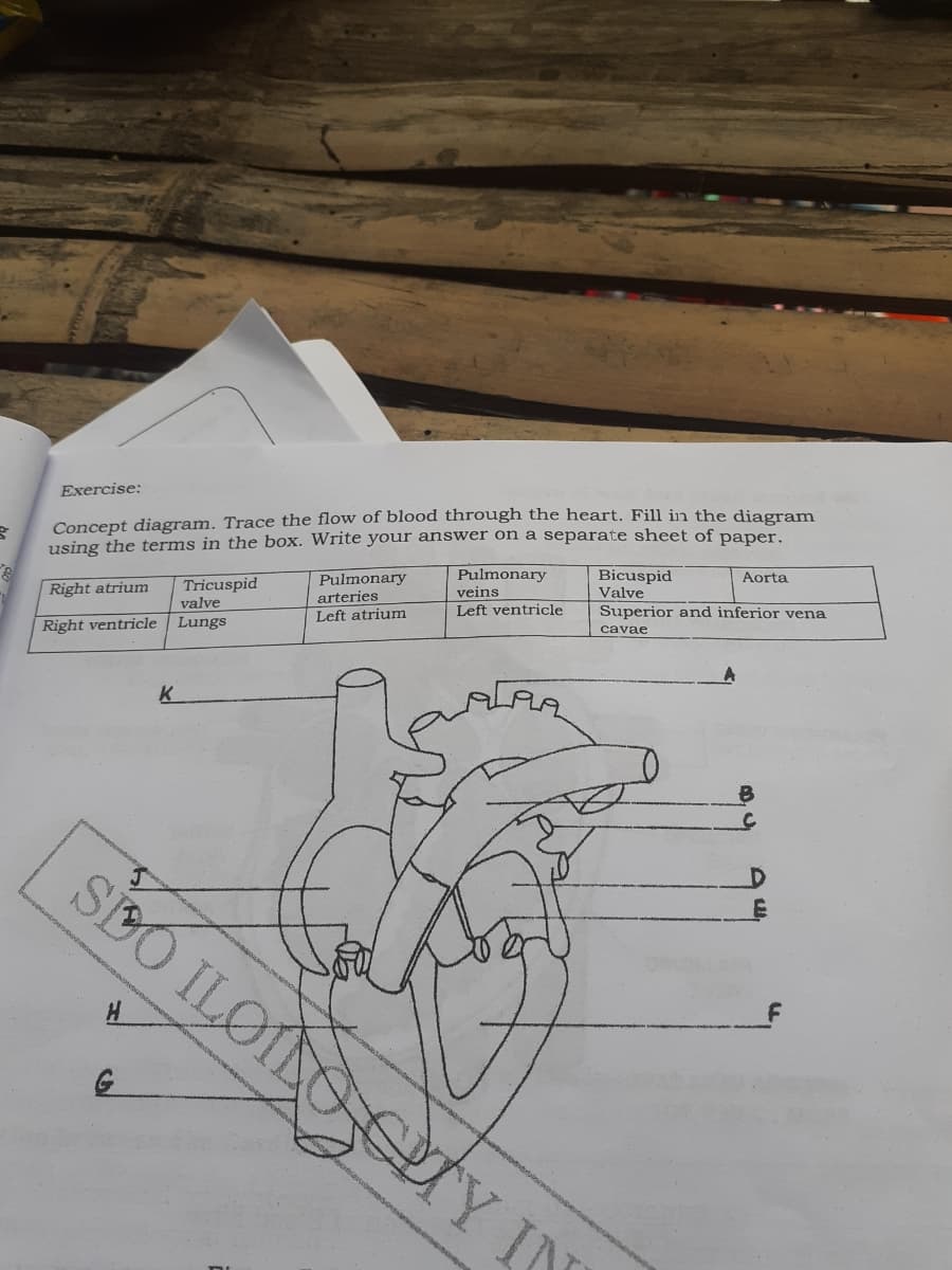 Exercise:
Concept diagram. Trace the flow of blood through the heart. Fill in the diagram
using the terms in the box. Write your answer on a separate sheet of paper.
Pulmonary
veins
Left ventricle
Bicuspid
Valve
Superior and inferior vena
Aorta
Pulmonary
arteries
Left atrium
Right atrium
Tricuspid
valve
Lungs
cavae
Right ventricle
K.
sEO ILOIO CTY IN
H.
G
