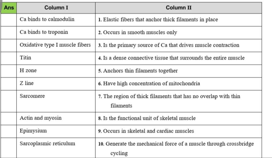 Column I
Column II
Ca binds to calmodulin
1. Elastic fibers that anchor thick filaments in place
Ca binds to troponin
2. Occurs in smooth muscles only
Oxidative type I muscle fibers
3. Is the primary source of Ca that drives muscle contraction
