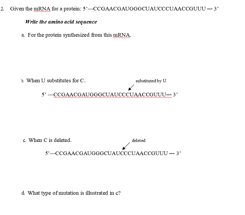 2. Given the mRNA for a protein: 5-CCGAACGAUGGGCUAUCCCUAACCGUUU --- 3'
www www
Write the amino acid sequence
a. For the protein synthesized from this MRNA.
b. When U substitutes for C.
substituted by U
5'-CCGAACGAUGGGCUAUCCCUAACCGUUU---- 3'
c. When C is deleted.
deleted
5' CCGAACGAUGGGCUAUCCCUAACCGUUU --- 3'
d. What type of mutation is illustrated in c?
