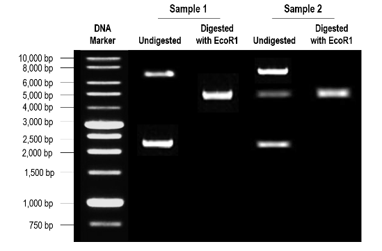 Sample 1
Sample 2
DNA
Digested
Undigested with EcoR1
Digested
Marker
Undigested
with EcoR1
10,000 bp
8,000 bp
6,000 bp
5,000 bp
4,000 bp
3,000 bp
2,500 bp
2,000 bp
1,500 bp
1,000 bp
750 bp
