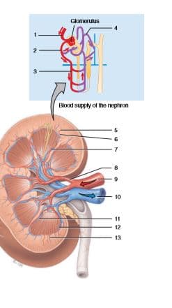 Glomerukus
Blood supply of the nephron
5
10
11
12
13
