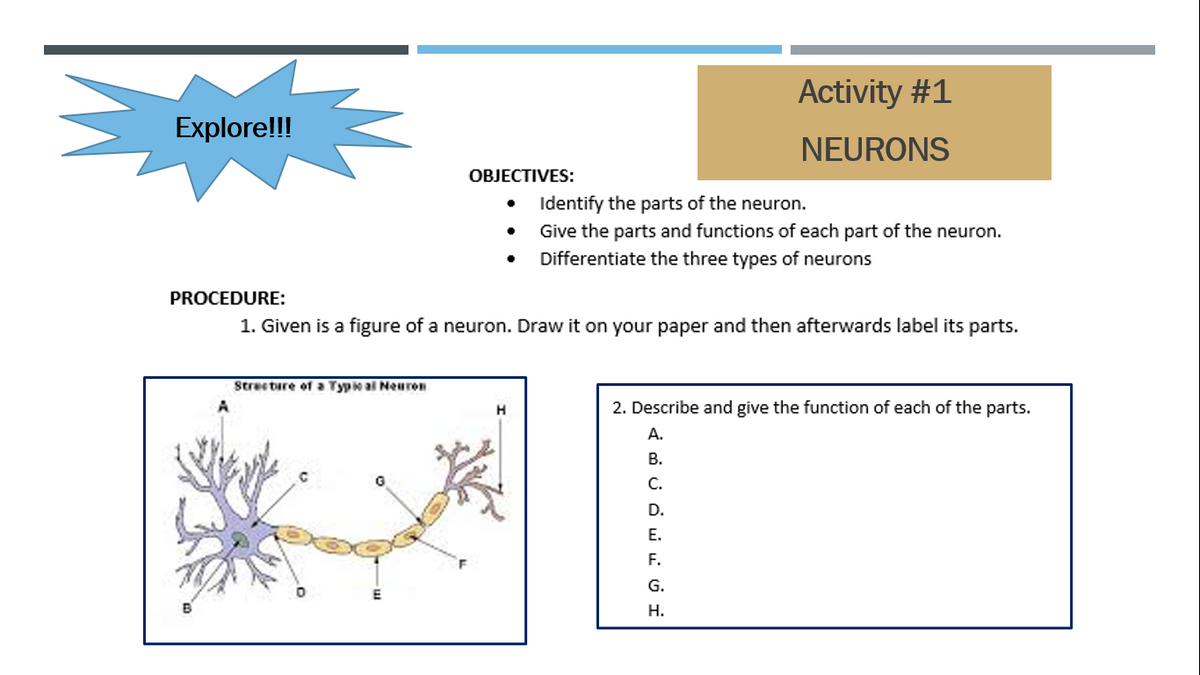 Activity #1
Explore!!!
NEURONS
OBJECTIVES:
Identify the parts of the neuron.
·
Give the parts and functions of each part of the neuron.
Differentiate the three types of neurons
PROCEDURE:
1. Given is a figure of a neuron. Draw it on your paper and then afterwards label its parts.
Strecture of a Typical Neuron
H
2. Describe and give the function
each of the parts.
A.
B.
C.
D.
E.
F.
G.
H.