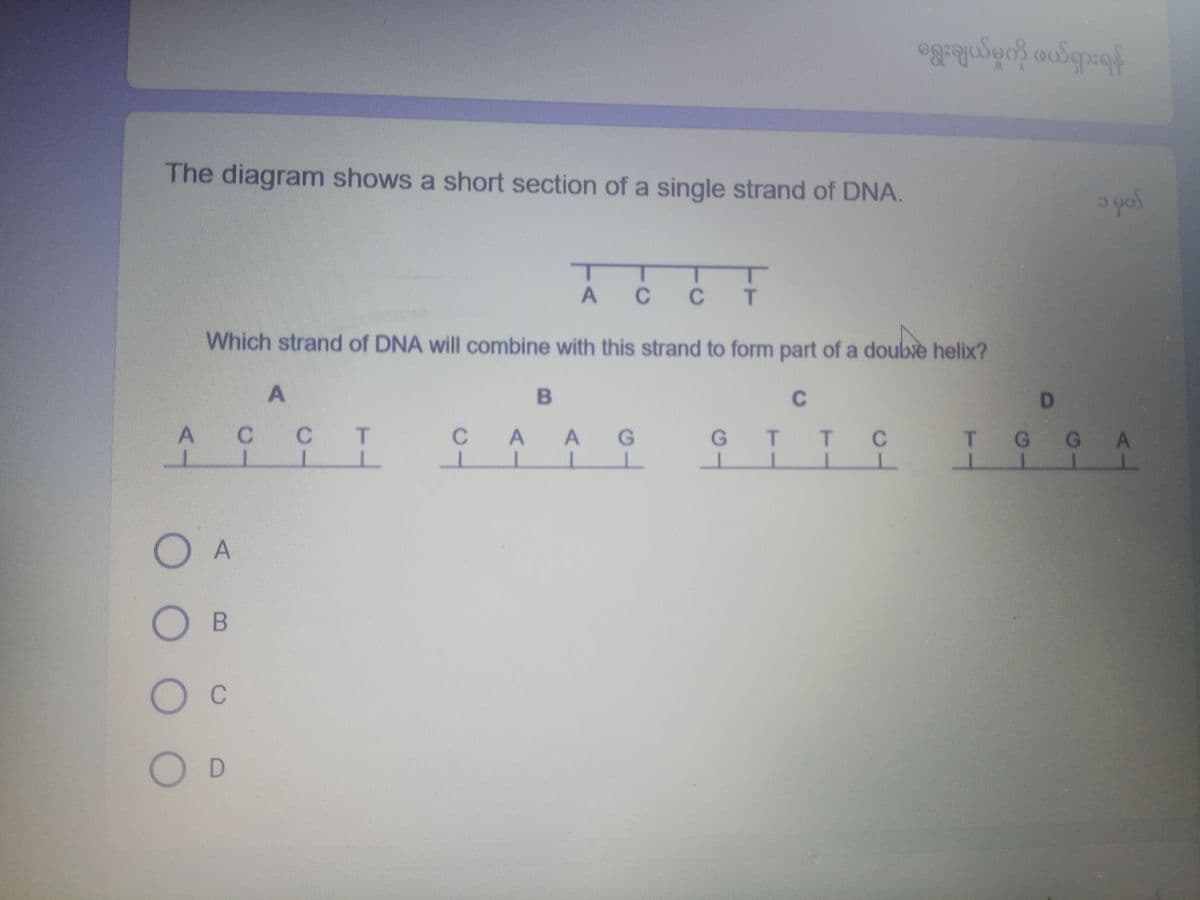 The diagram shows a short section of a single strand of DNA.
A
A
ACC T
Which strand of DNA will combine with this strand to form part of a double helix?
doubxe
C
T T C
L
OB
O C
O D
C
A
CT
C
T
B
AAG
LL
ရွေးချယ်မှုကို ဖယ်ရှားရန်
G
၁ မှတ်
G G A