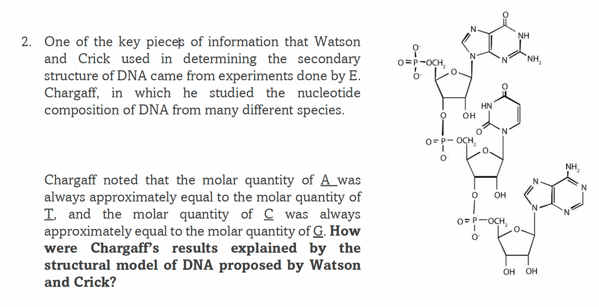 N.
NH
2. One of the key pieces of information that Watson
and Crick used in determining the secondary
structure of DNA came from experiments done by E.
Chargaff, in which he studied the nucleotide
composition of DNA from many different species.
O=P-OCH,
N.
`NH,
HN
он
O= P- OCH,
NH,
Chargaff noted that the molar quantity of A_was
always approximately equal to the molar quantity of
T. and the molar quantity of C was always
approximately equal to the molar quantity of G. How
were Chargaff's results explained by the
structural model of DNA proposed by Watson
and Crick?
N
OH
N.
O= P-OCH,
OH
OH
