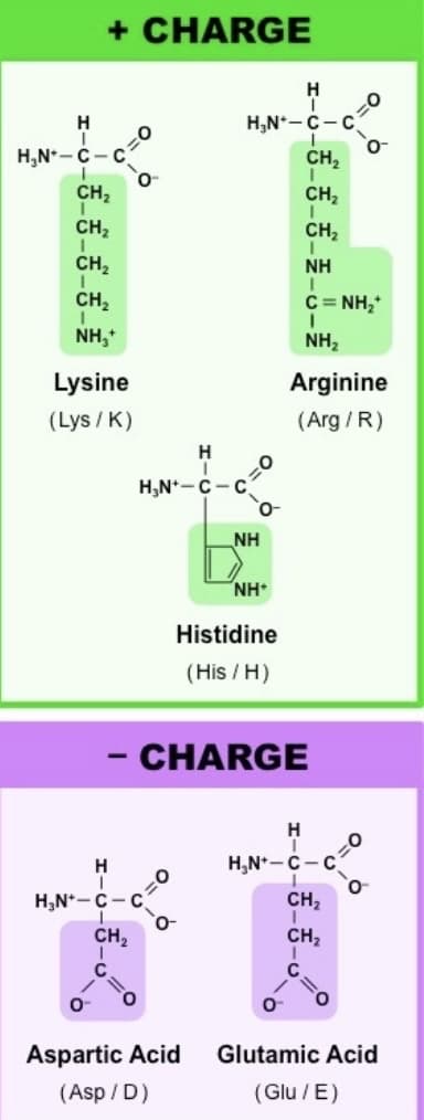 + CHARGE
H
H₂N-C-C
CH₂
CH₂
CH₂
CH₂
I
NH₂+
Lysine
(Lys/K)
-
O
H
H₂N+-C-C
H
H₂N-C-C
CH₂
H
H₂N-C-C
=0
NH
Aspartic Acid
(Asp/D)
O
O-
NH*
Histidine
(His/H)
CHARGE
-6-6-6--0-€
CH,
CH₂
CH₂
NH
I
C =NH,
NH₂
Arginine
(Arg/R)
H
H₂N-C-C
-0
CH₂
CH₂
0-
=0
Glutamic Acid
(Glu/E)