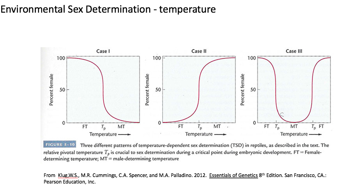 Environmental Sex Determination - temperature
Case I
Case II
Case III
100
100
100
50
50
50
FT
Tp
Temperature
MT
FT T,
T, FT
Temperature -
FT
MT
Tp
Temperature -
MT
FIGURE 5-10
Three different patterns of temperature-dependent sex determination (TSD) in reptiles, as described in the text. The
relative pivotal temperature T, is crucial to sex determination during a critical point during embryonic development. FT Female-
determining temperature; MT = male-determining temperature
From Klug, W.S., M.R. Cummings, C.A. Spencer, and M.A. Palladino. 2012. Essentials of Genetics 8th Edition. San Francisco, CA.:
Pearson Education, Inc.
