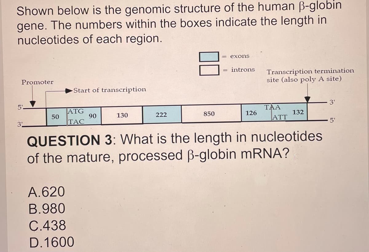 Shown below is the genomic structure of the human B-globin
gene. The numbers within the boxes indicate the length in
nucleotides of each region.
= exons
Transcription termination
site (also poly A site)
= introns
Promoter
Start of transcription
3'
5'.
TAA
ATG
50
TAC
130
222
850
126
132
90
ATT
5'
3
QUESTION 3: What is the length in nucleotides
of the mature, processed B-globin mRNA?
A.620
B.980
C.438
D.1600
