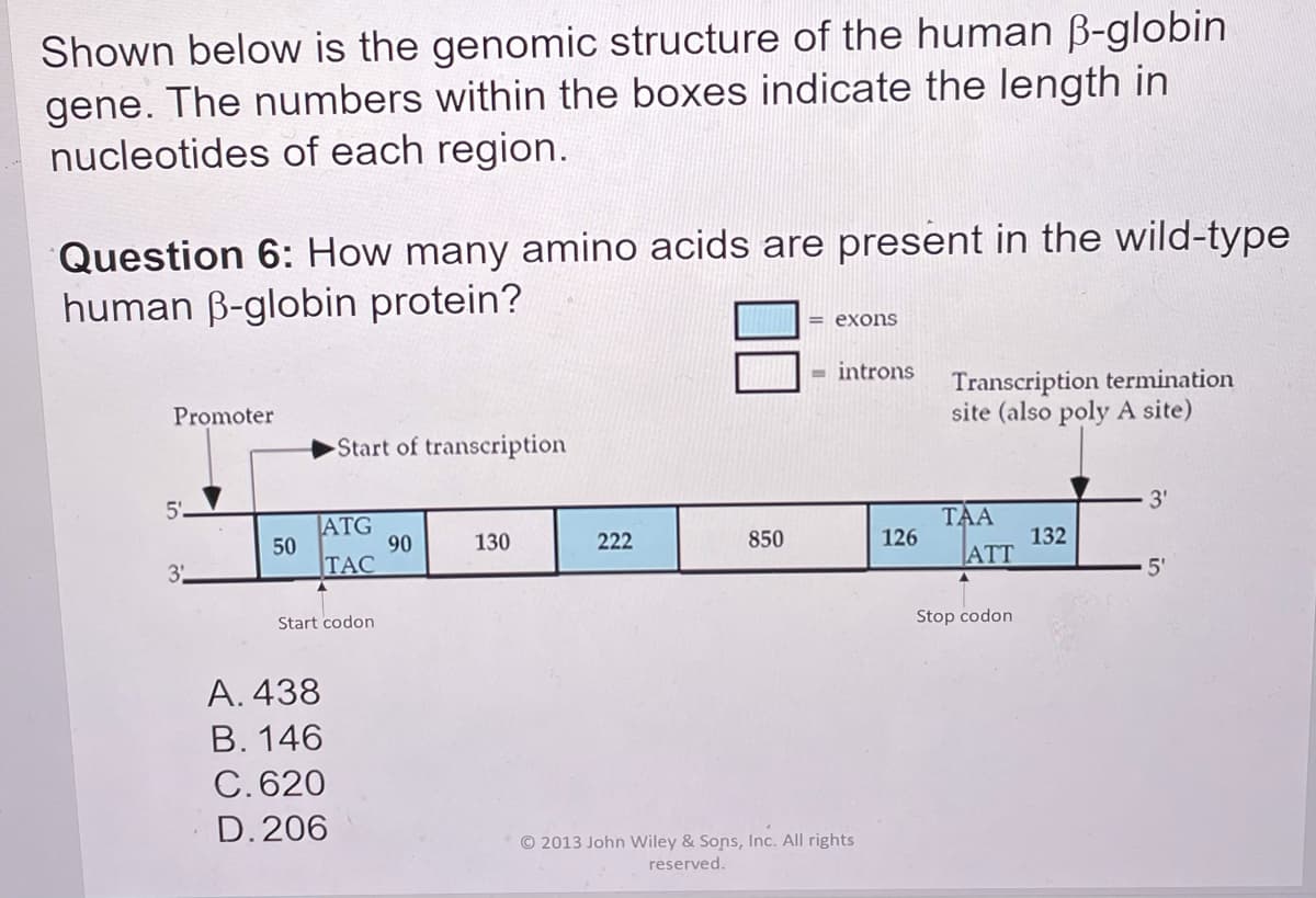 Shown below is the genomic structure of the human B-globin
gene. The numbers within the boxes indicate the length in
nucleotides of each region.
Question 6: How many amino acids are present in the wild-type
human B-globin protein?
= exons
= introns
Transcription termination
site (also poly A site)
Promoter
Start of transcription
3'
5'
ATG
50
TẠC
TAA
126
132
|ATT
90
130
222
850
3
5'
Start codon
Stop codon
А. 438
В. 146
C. 620
D. 206
© 2013 John Wiley & Sons, Inc. All rights
reserved.
