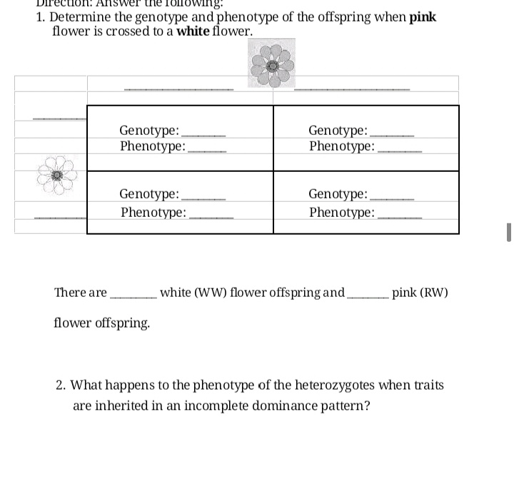 1. Determine the genotype and phenotype of the offspring when pink
flower is crossed to a white flower.
Genotype:
Phenotype:
Genotype:
Phenotype:
Genotype:
Phenotype:
Genotype:
Phenotype:
There are
white (WW) flower offspring and,
pink (RW)
flower offspring.
2. What happens to the phenotype of the heterozygotes when traits
are inherited in an incomplete dominance pattern?
