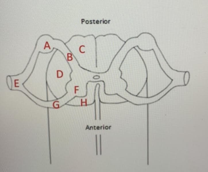 Posterior
B
Anterior
|
