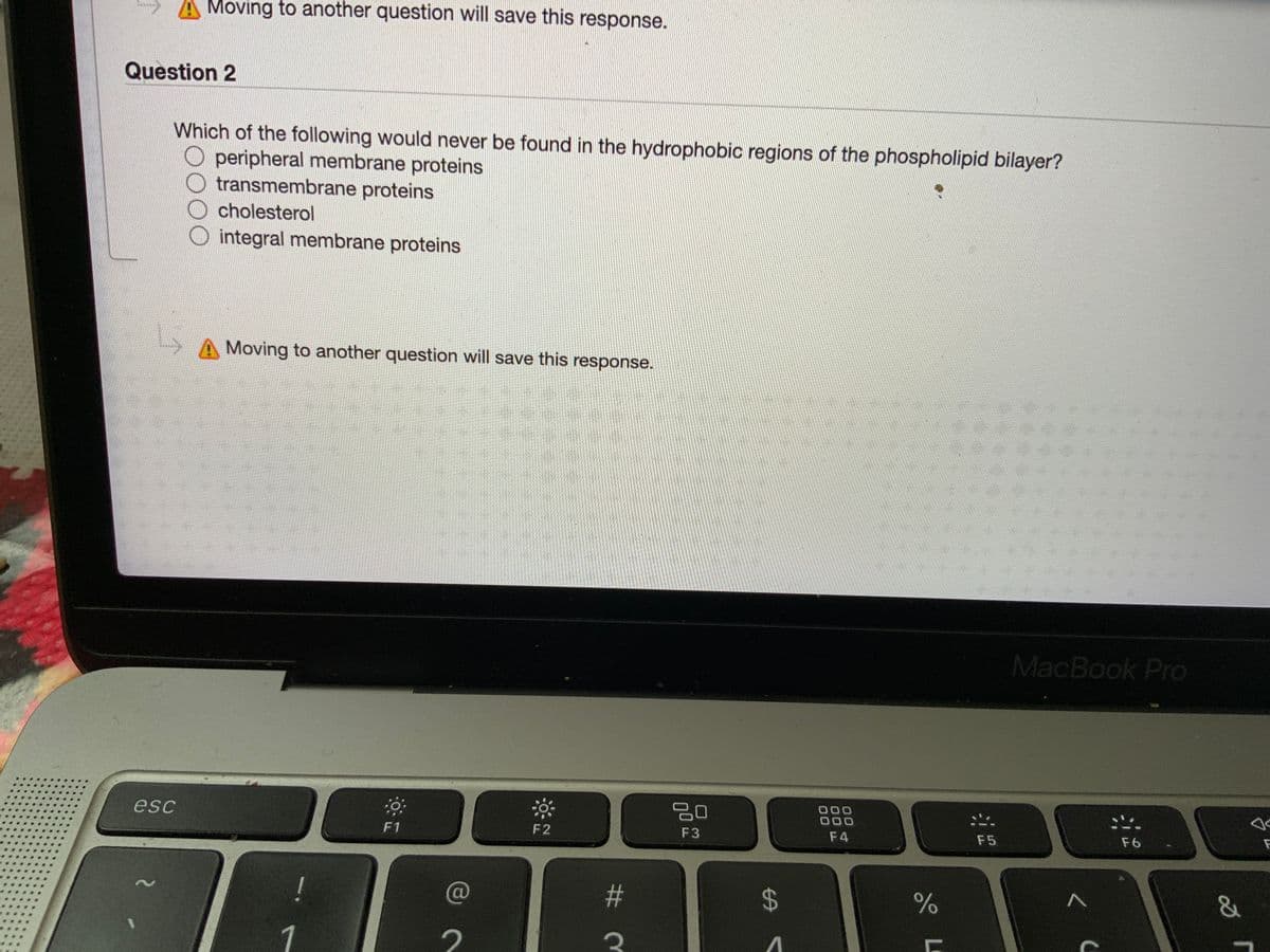 A Moving to another question will save this response.
Question 2
Which of the following would never be found in the hydrophobic regions of the phospholipid bilayer?
peripheral membrane proteins
transmembrane proteins
cholesterol
O integral membrane proteins
A Moving to another question will save this response.
MacBook Pro
esc
20
000
000
F1
F2
F3
F4
F5
F6
!
C@
%23
1
<く
%24
