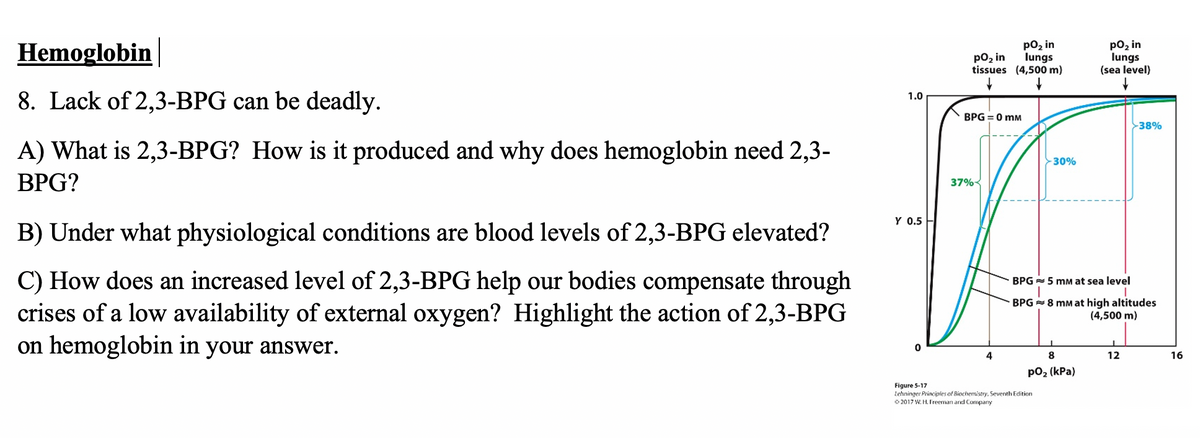 Hemoglobin
poz in
lungs
tissues (4,500 m)
po2 in
lungs
(sea level)
po2 in
8. Lack of 2,3-BPG can be deadly.
1.0
BPG = 0 mM
38%
A) What is 2,3-BPG? How is it produced and why does hemoglobin need 2,3-
30%
ВPG?
37%-
Y 0.5
B) Under what physiological conditions are blood levels of 2,3-BPG elevated?
C) How does an increased level of 2,3-BPG help our bodies compensate through
crises of a low availability of external oxygen? Highlight the action of 2,3-BPG
on hemoglobin in your answer.
BPG - 5 mM at sea level
BPG 8 mM at high altitudes
(4,500 m)
4
8
12
16
pO2 (kPa)
Figure 5-17
Lehninger Principles of Biochemistry, Seventh Edition
O 2017 W. H. Freeman and Company
