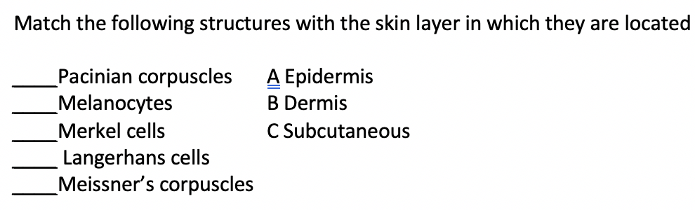 Match the following structures with the skin layer in which they are located
Pacinian corpuscles
Melanocytes
Merkel cells
Langerhans cells
Meissner's corpuscles
A Epidermis
B Dermis
C Subcutaneous
