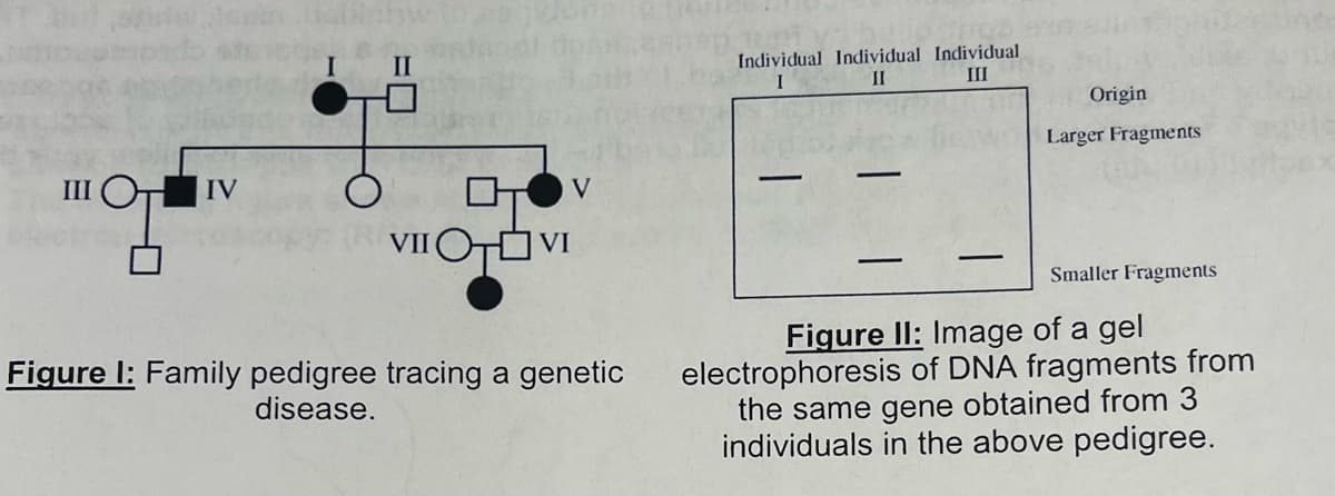 III IV
V
VII OTVI
Figure 1: Family pedigree tracing a genetic
disease.
Individual Individual Individual
I
II
III
Origin
Larger Fragments
Smaller Fragments
Figure II: Image of a gel
electrophoresis of DNA fragments from
the same gene obtained from 3
individuals in the above pedigree.